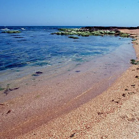 Dandy Torre Canne