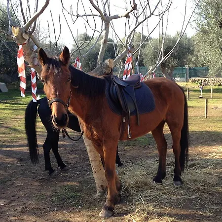 Casa de Campo Dandy
